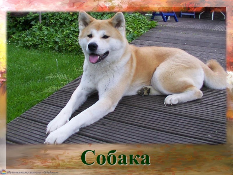 Собака Лежит — молчит, Подойдёшь — заворчит.